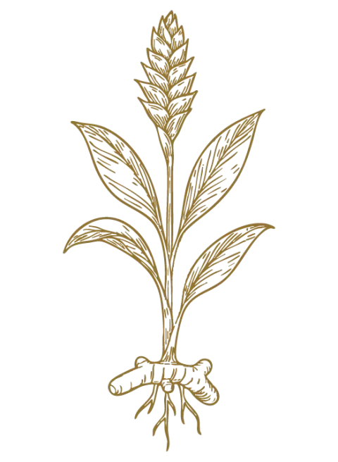 Crveni đumbir