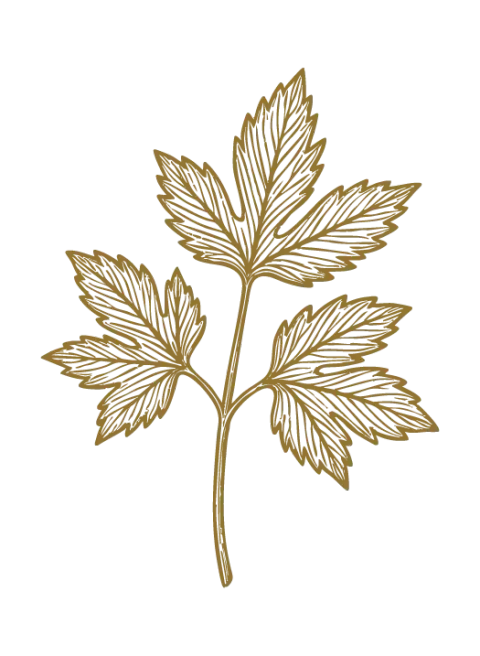 Ashitaba